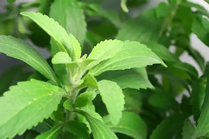 What is Stevia? (And Why You Need to Switch to it!)