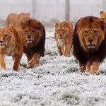 Success Traits of Top Leaders in Direct Selling | QNet Knowledge Series